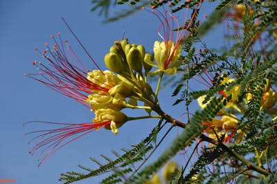 caesalpinia gilliesii